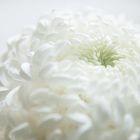 Weisse Chrysantheme