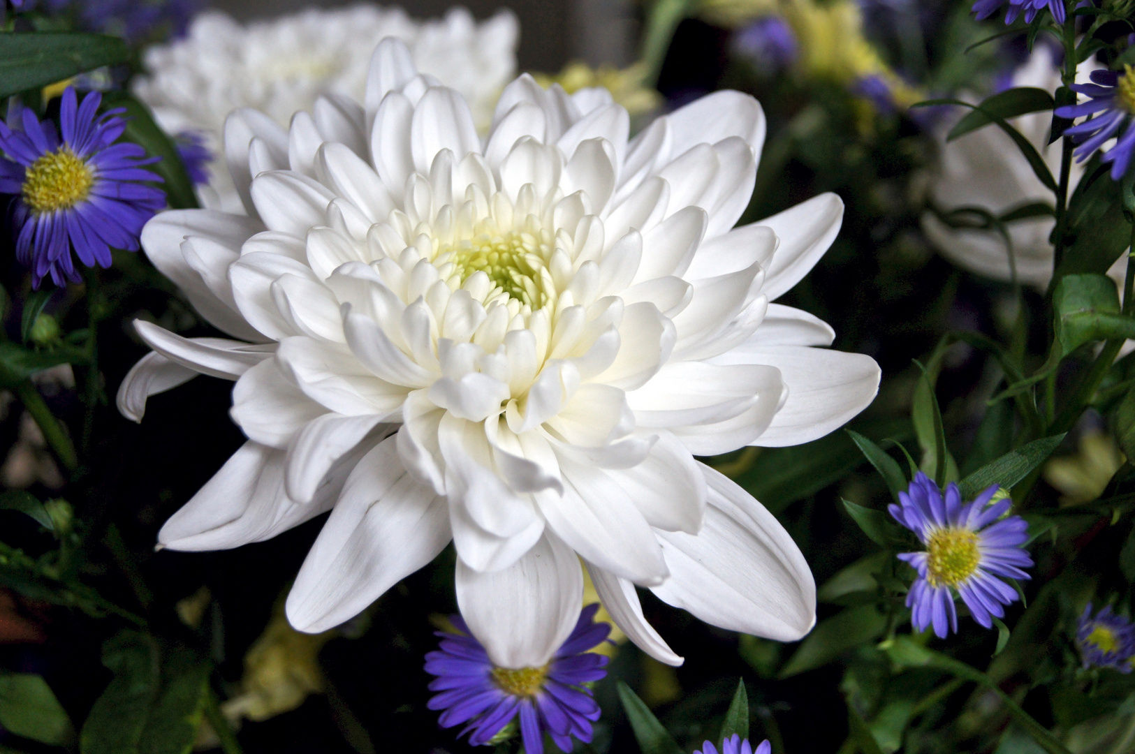 Weiße Chrysantheme mit blauem Septemberkraut