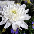 Weiße Chrysantheme mit blauem Septemberkraut