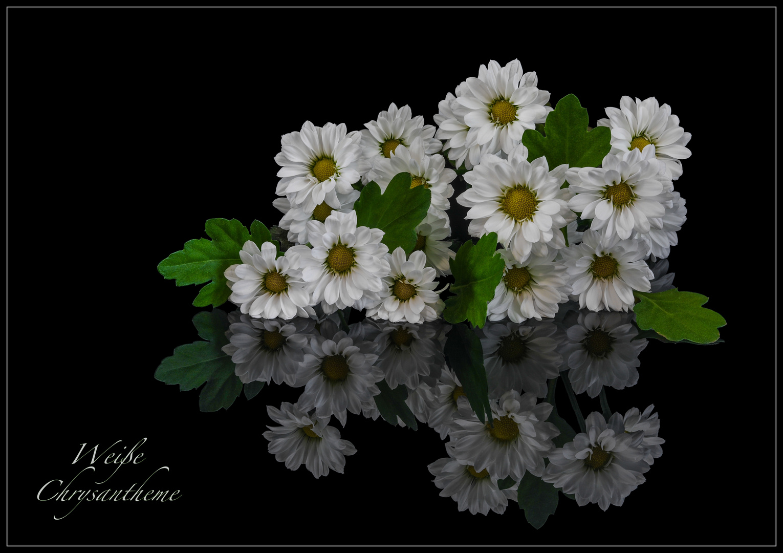 Weiße Chrysanthemen