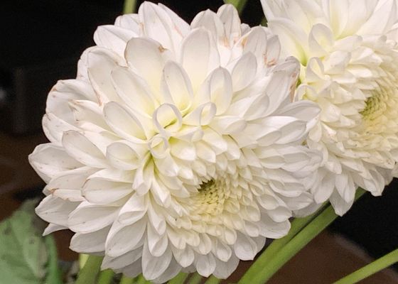 Weiße Chrysanthemen