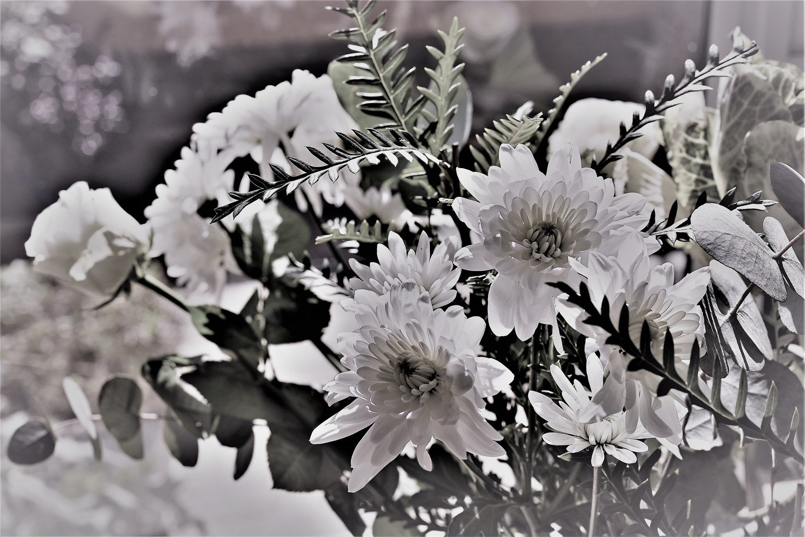 Weisse Chrysanthemen...