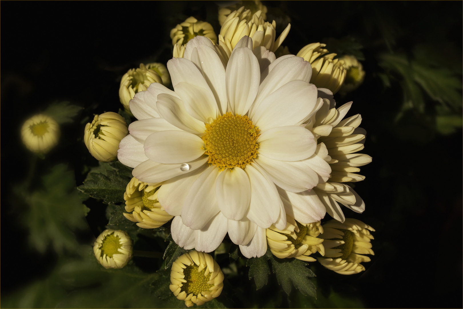 Weiße Chrysanthemen...