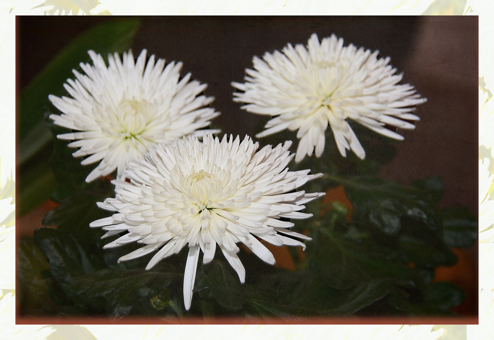weiße Chrysanthemen...