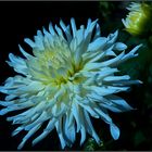 Weisse Chrysanthemen, leuchten auch bei Nacht...