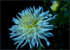 Weisse Chrysanthemen, leuchten auch bei Nacht...