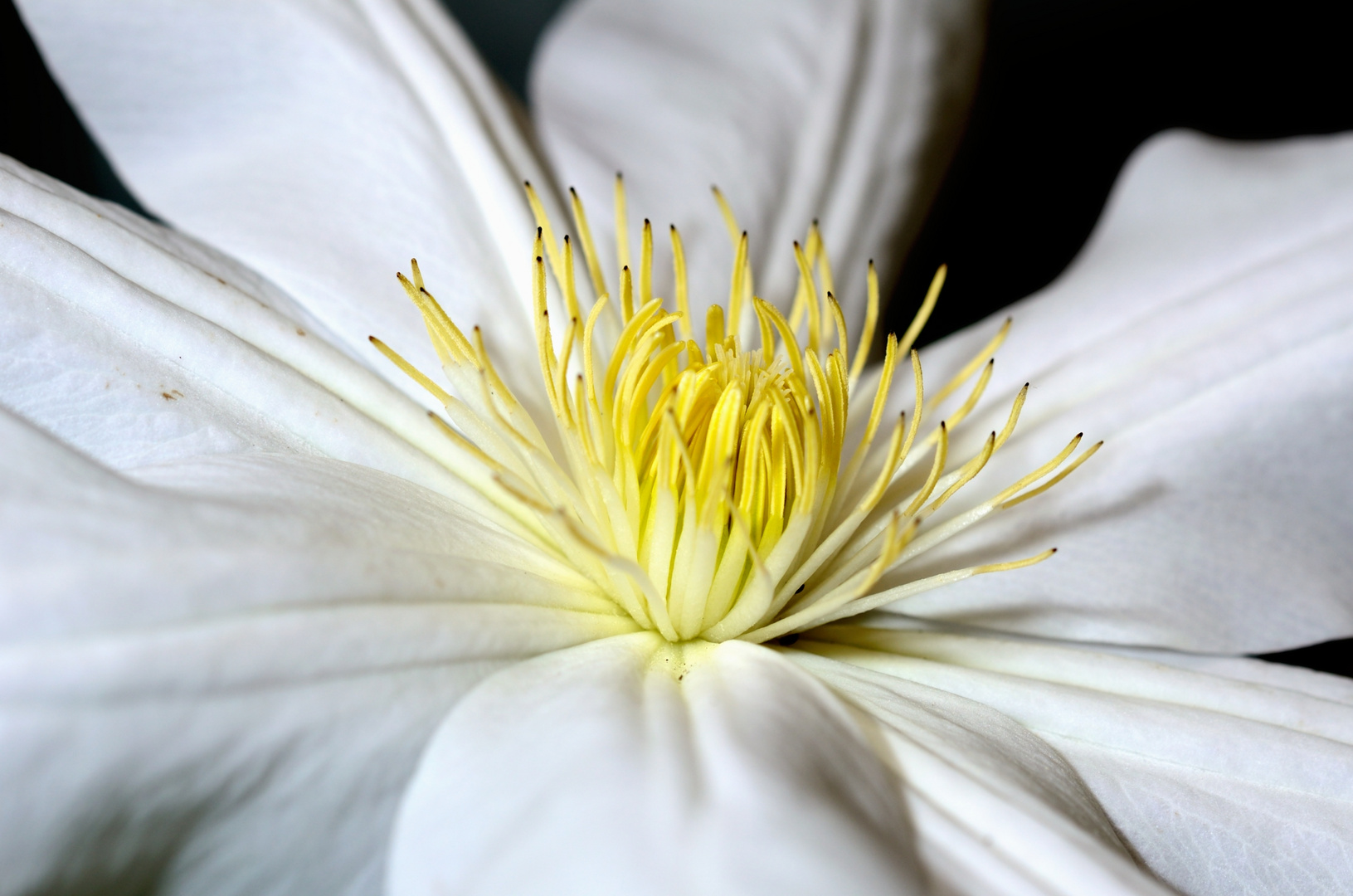 Weiße Clematis