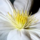 Weiße Clematis