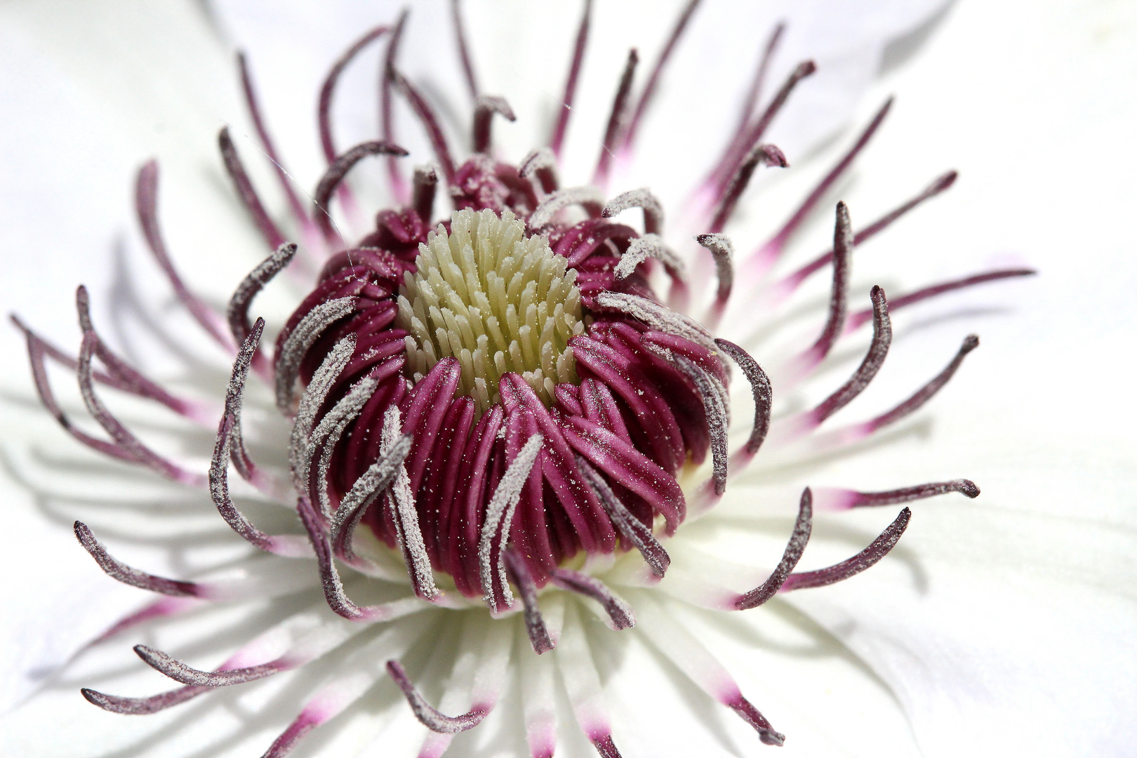 Weiße Clematis