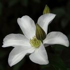 Weisse Clematis...