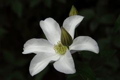 Weisse Clematis...