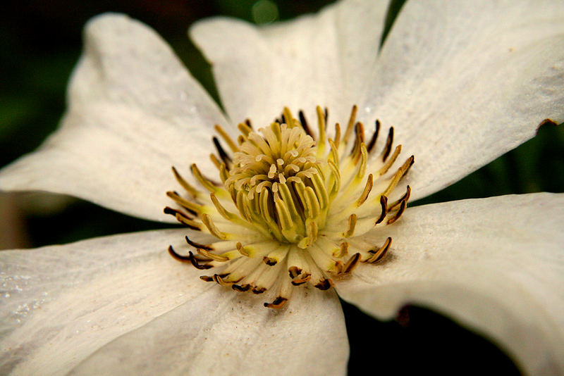 Weiße Clematis