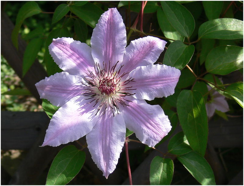 weiße Clematis...