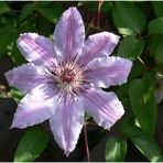 weiße Clematis...