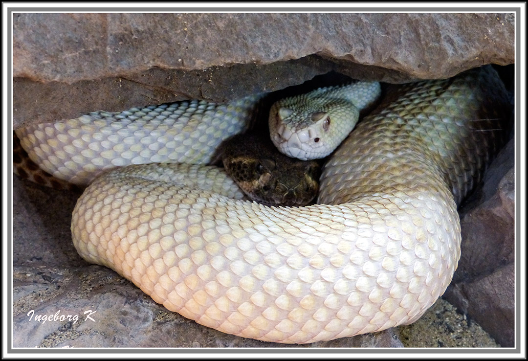 Weiße Cobra - Terrazoo Rheinberg