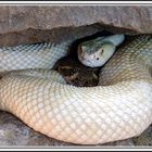 Weiße Cobra - Terrazoo Rheinberg