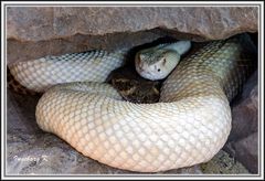 Weiße Cobra - Terrazoo Rheinberg