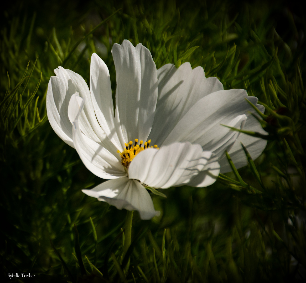 Weiße Cosmea