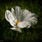 Weiße Cosmea