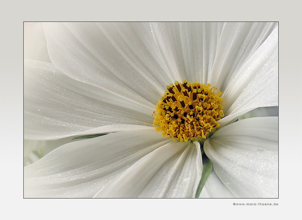 Weisse Cosmea