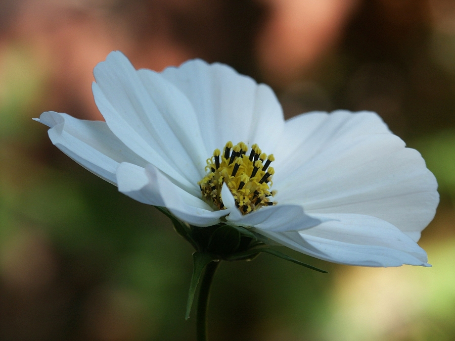 Weiße Cosmea