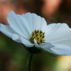 Weiße Cosmea