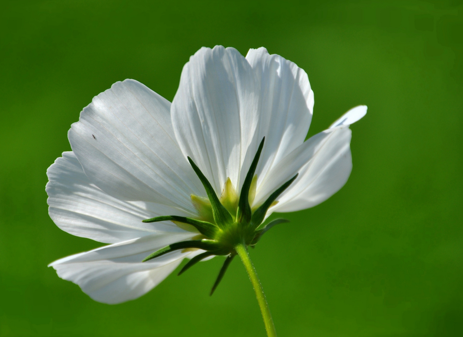 weiße Cosmea...