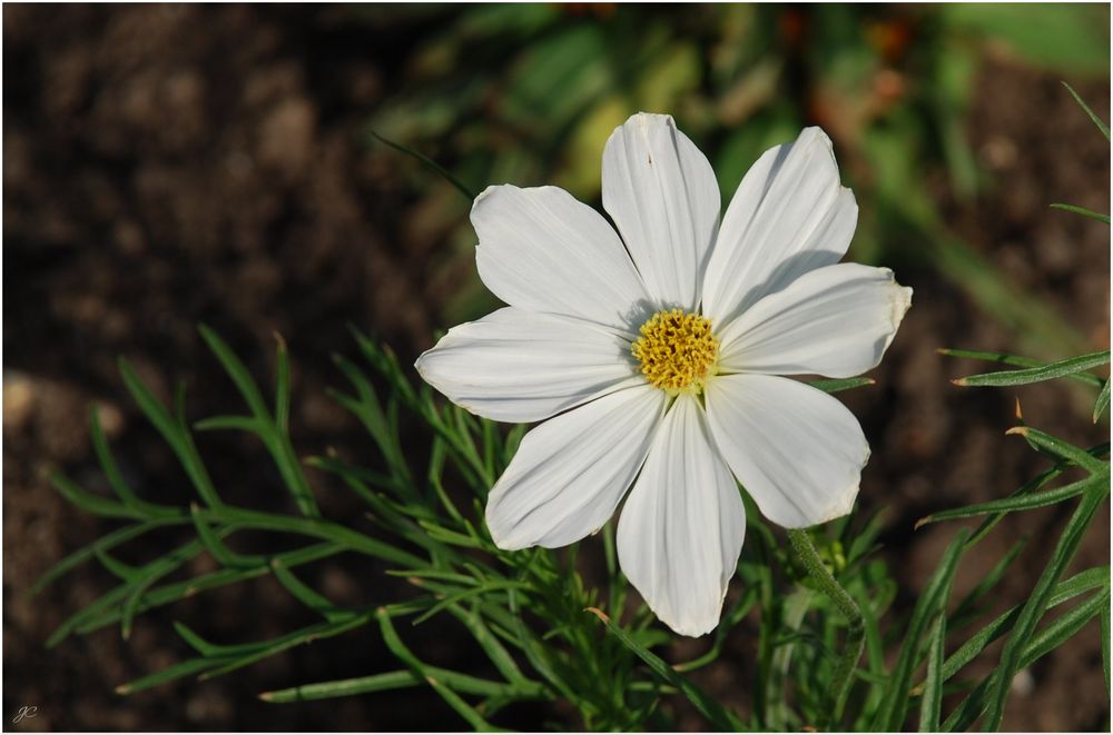 Weiße Cosmea