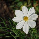 Weiße Cosmea