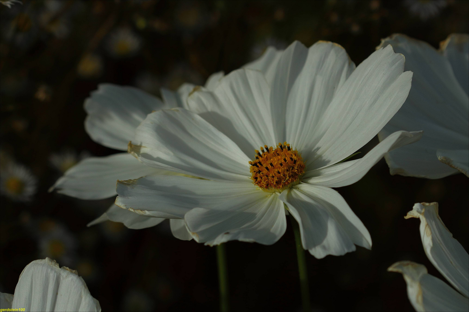 Weiße Cosmea