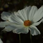 Weiße Cosmea