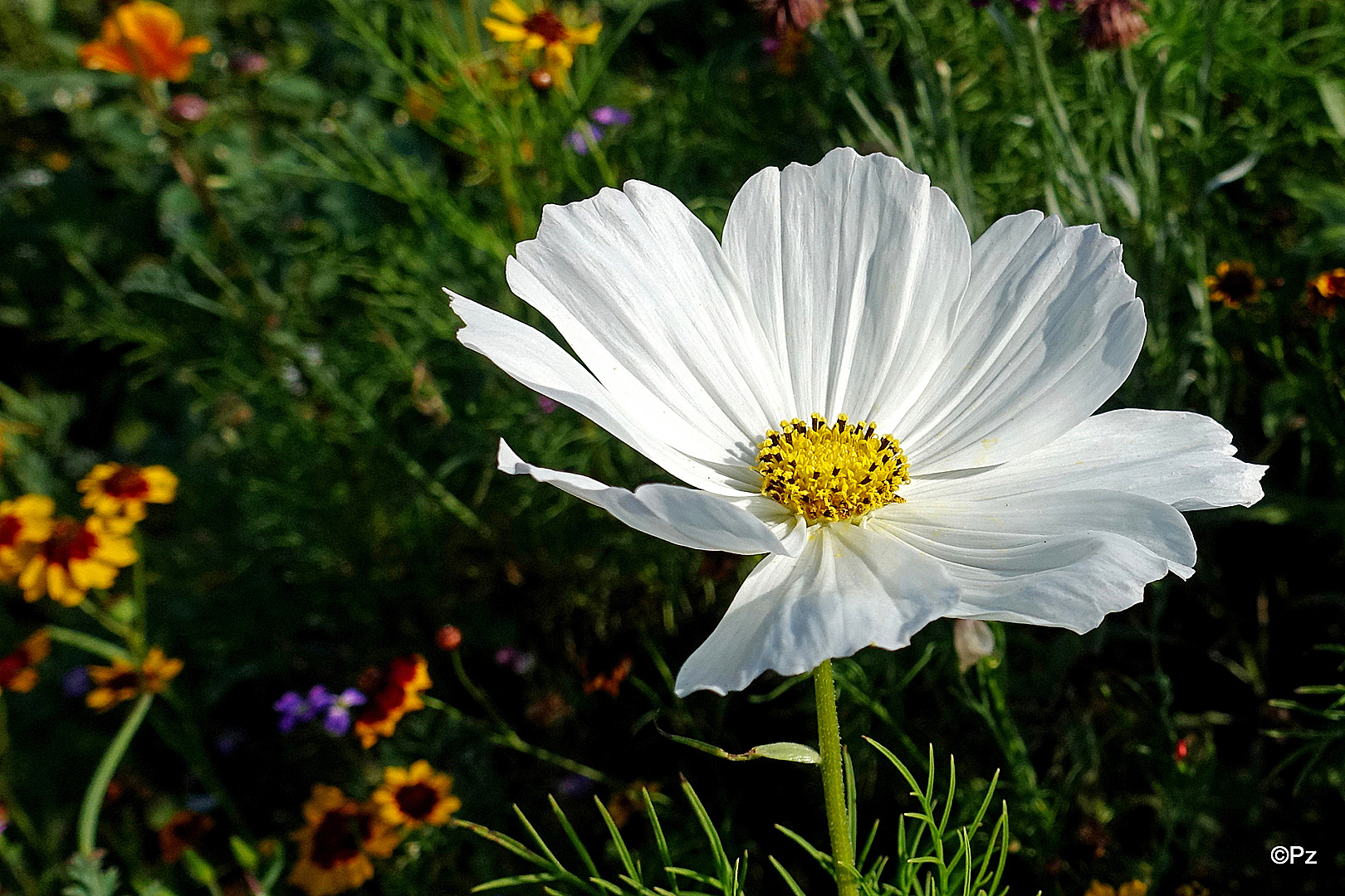 Weiße Cosmea-Blüte ...
