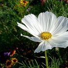 Weiße Cosmea-Blüte ...