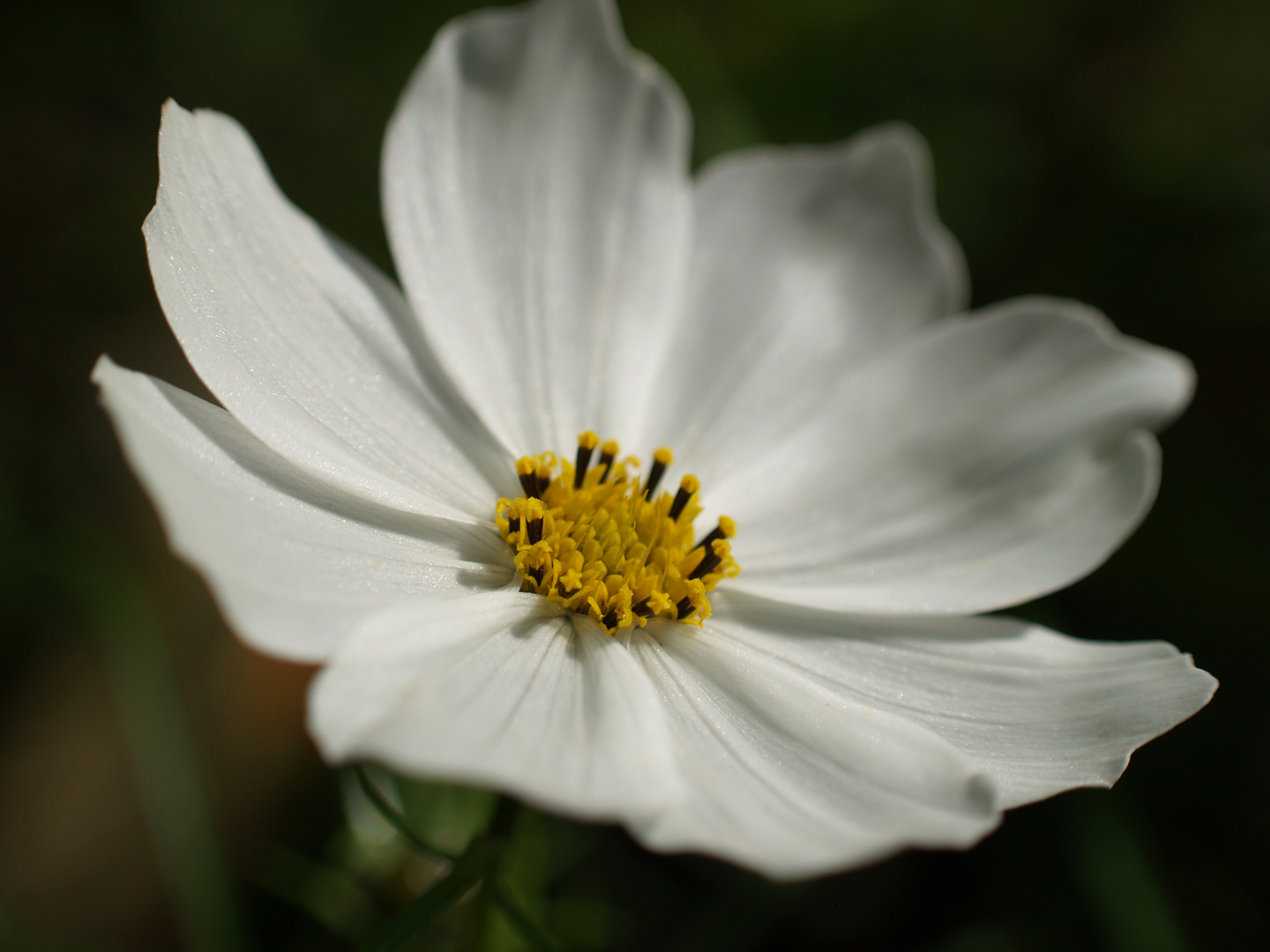 Weiße Cosmea