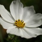 Weiße Cosmea