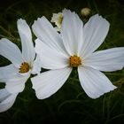 Weiße Cosmea