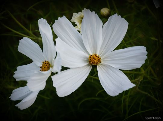 Weiße Cosmea