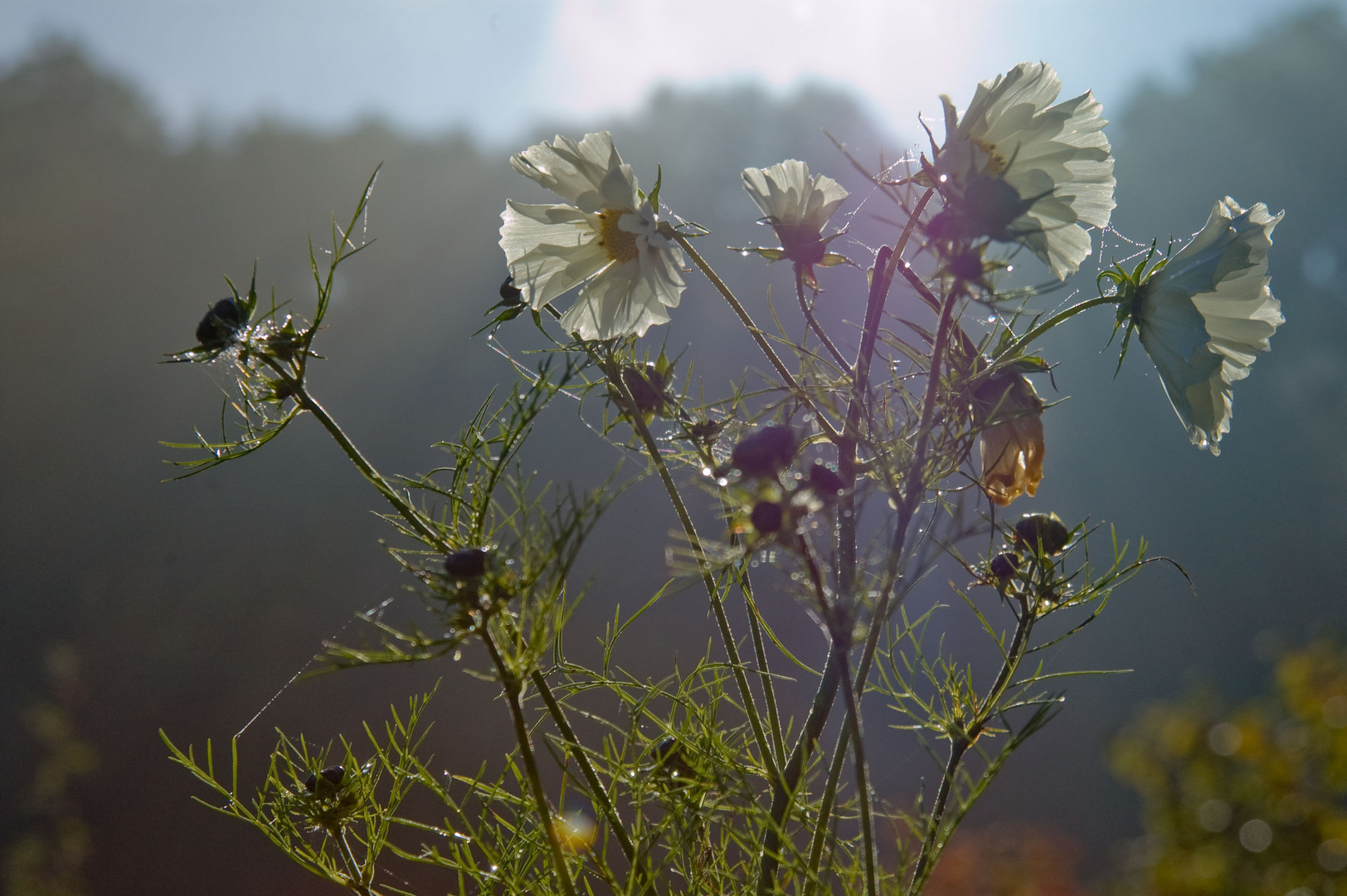 weiße cosmea im morgendunst