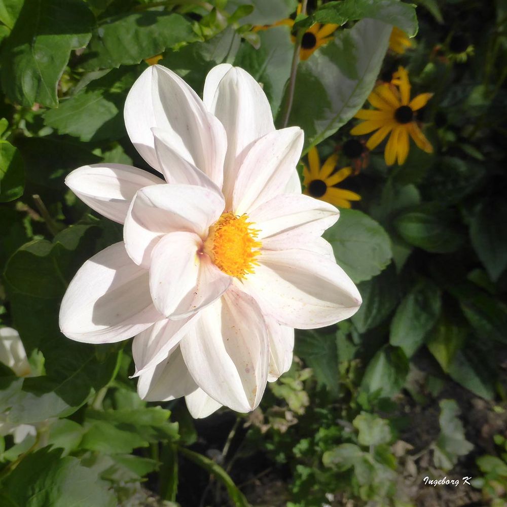 weiße Dahlie im Oktober in meinem Garten