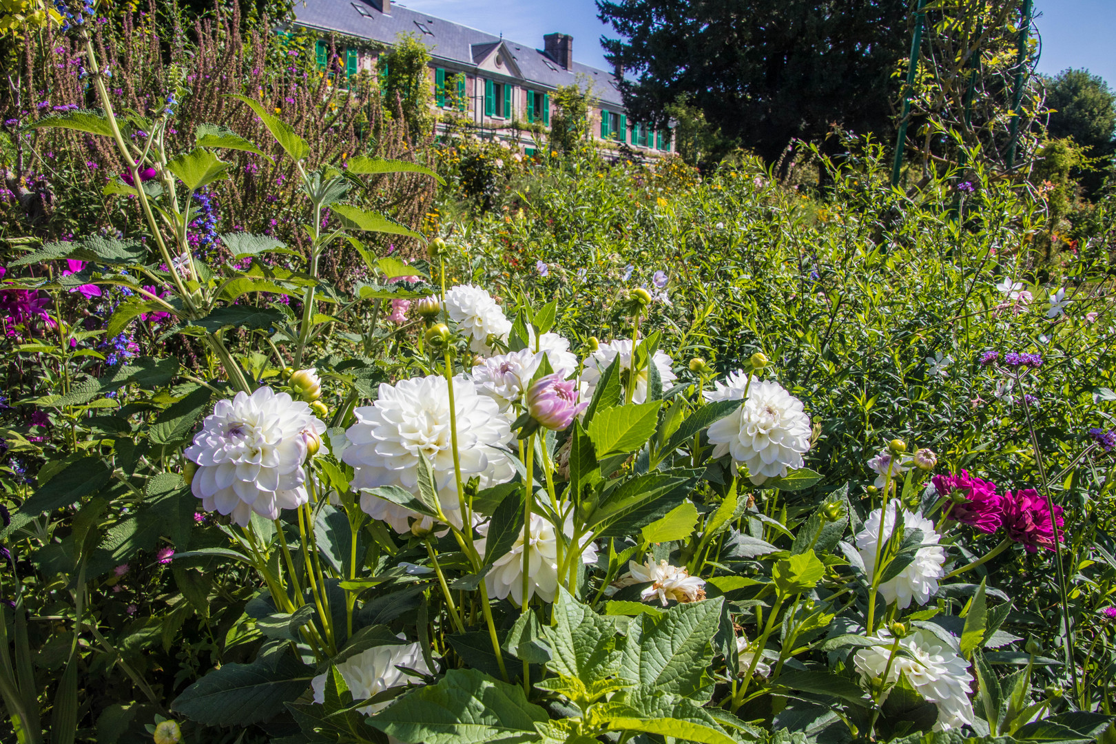 Weiße Dahlien