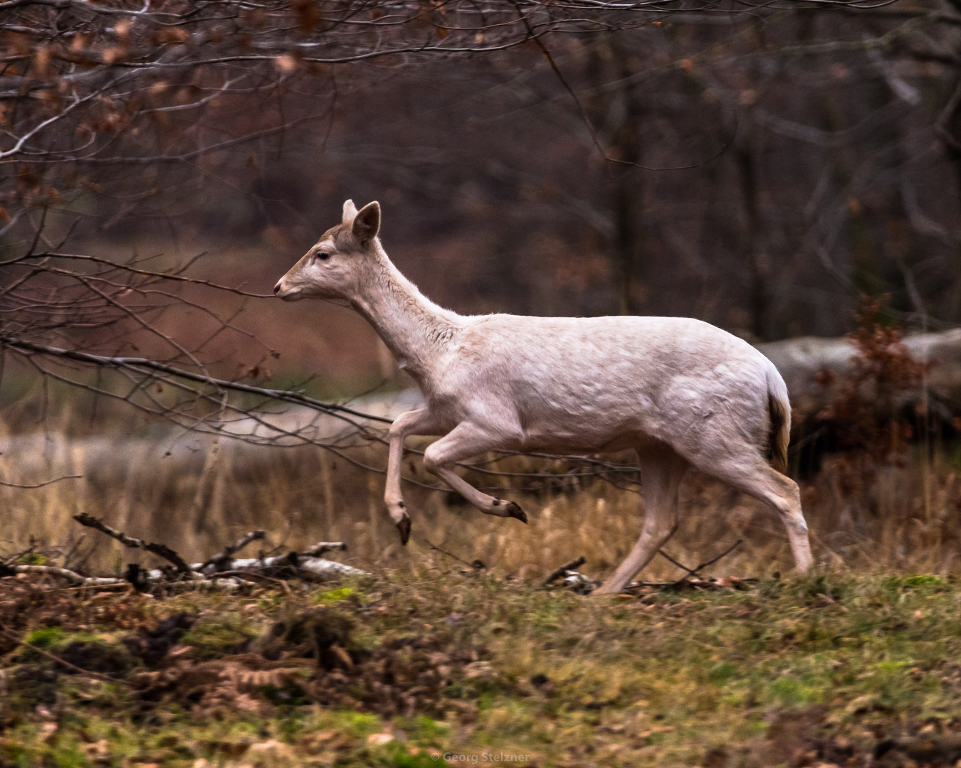 Weiße Damhirschkuh (Dama dama)