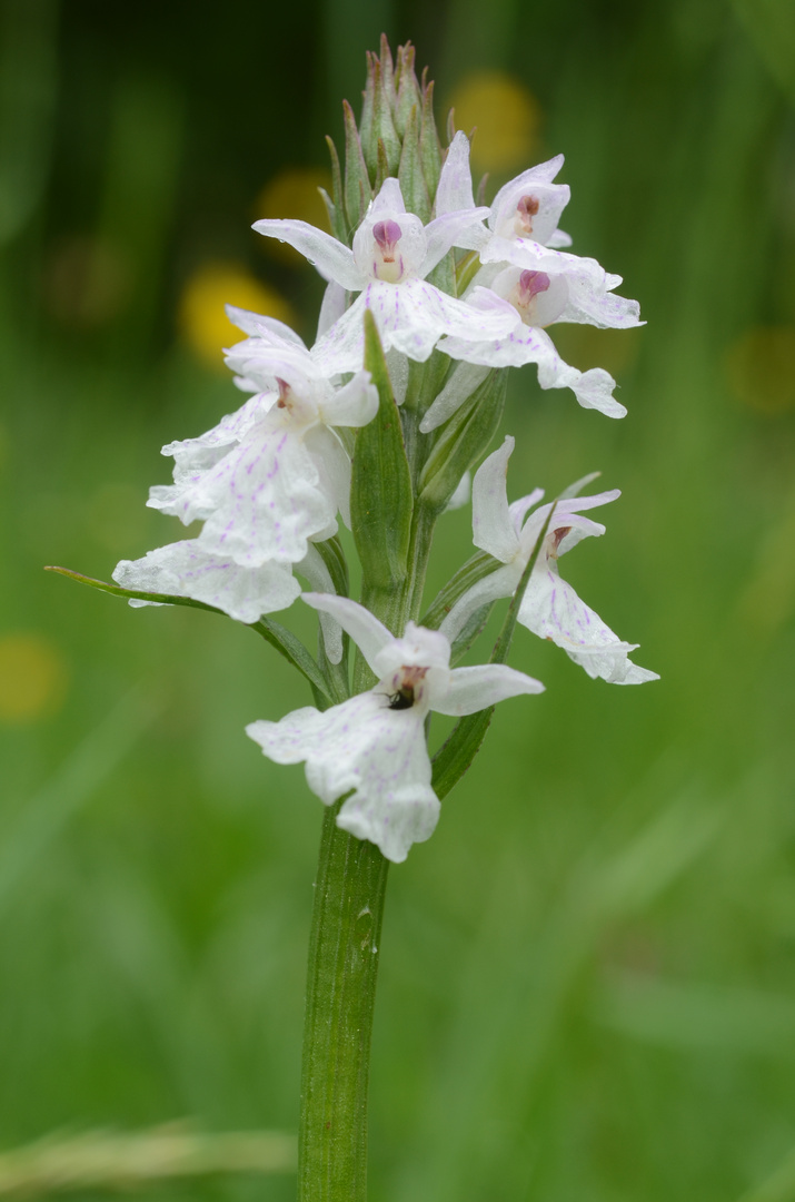 weiße Daytylorhiza