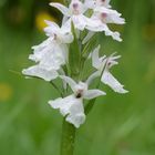 weiße Daytylorhiza