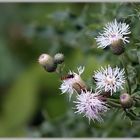 - weiße Distel -