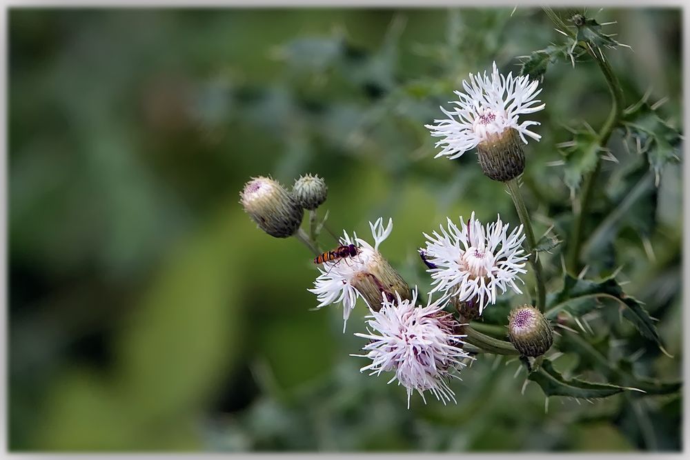 - weiße Distel -