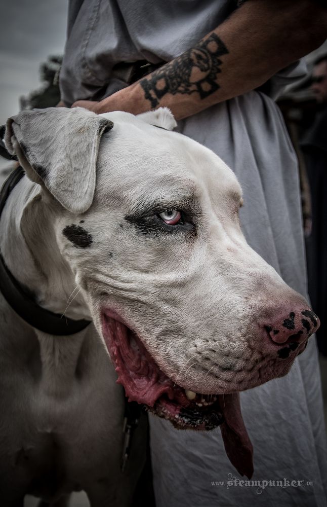 weiße hunde