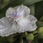 Weisse Dreimasterblume - Tradescantia