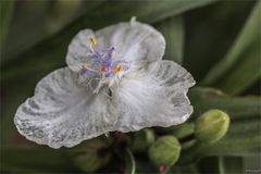 Weisse Dreimasterblume - Tradescantia