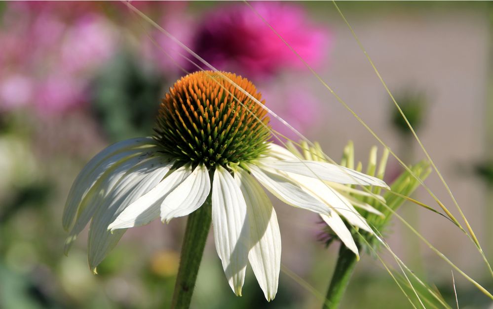 weiße Echinaceablüte