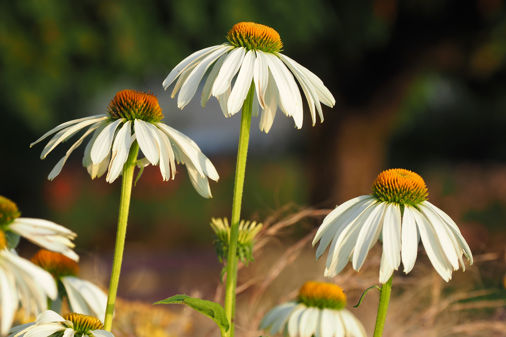 weisse echinazea